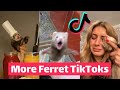 FERRETS Taking Over TikTok | FUNNIEST Trending