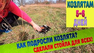 Как подросли козлята за неделю? Новые стойла для всех коз и козлят!