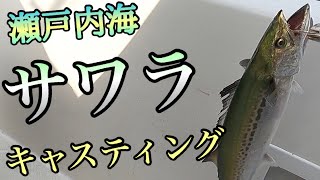 今日もサワラを狙い、投げ倒します！