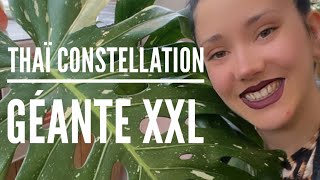 MONSTERA THAÏ CONSTELLATION GÉANTE A JARDILAND ARTIGUES 😍