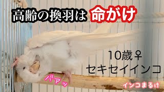 10歳セキセイインコにとって大換羽は命がけ　【セキセイインコ 】Budgerigar.