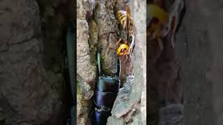 (자막 있음) 넓적사슴벌레 vs 장수말벌 ヒラタクワガタ vs オオスズメバチ Stag Beetle vs Asian Giant Hornet