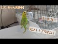 親ばか炸裂！セキセイインコのフォージングトイ購入しました【インコの飼い方】〈♯251〉