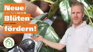 Rosen schneiden im Sommer: So einfach ist der Sommerschnitt!