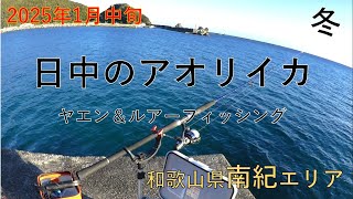 冬のヤエンで日中にアオリイカが釣れた記録