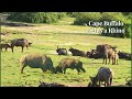 Buffalo Fights a Rhino