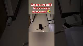 Не виноватая я!!! Она сама упала!!!🤣🤣🤣 #животные #любовь #топ #шортс #animals