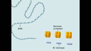 DNA Packaging | Eukaryotes | Chromosome Development | 3D Animation