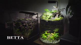 Cylindrical Waterfall Aquarium For Betta in Lobby l Can Betta Fish get along well with other fish?