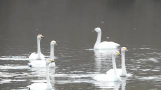 白鳥飛び去る