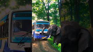 കൊമ്പൻ കലിപ്പിലാണ് | Parambikulam Tiger Reserve |  Pollachi to Parambikulam | Bus trip | free20