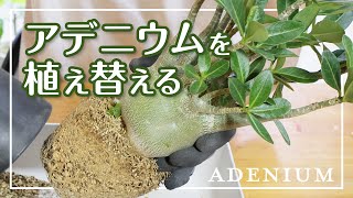 【アデニウムの植え替え】砂漠のバラAdeniumの鉢増し作業