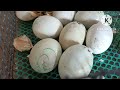 HOW TO HATCH DUCK EGGS /THE EFFECT OF MISTING IN HATCHING DUCK EGGS #incubator #shortvideo