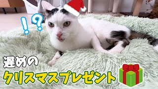 猫たちに遅めのクリスマスプレゼントが届きました！