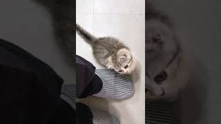 鳴いてごはんをおねだりする子猫  #Shorts