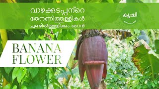 വാഴക്കൂമ്പ് , വാഴച്ചുണ്ട് , കുടപ്പന്‍ , ഉണ്ണിത്തട്ട - എല്ലാം ഒന്നുതന്നെ - banana flower usage