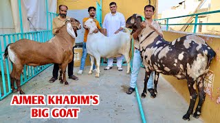 Heaviest Goats Self Feeding At Ajmer Sharif Khadim’s Syed Waiz Chishty