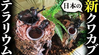 【初心者向け】採集した地元のカブトムシとクワガタで日本のテラリウムの作り方を解説！（クワガタ自己満ラボ）