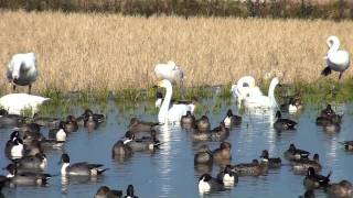 本埜村白鳥の郷