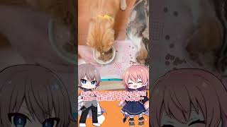 【ゆっくり実況】ごはんの食べ方で猫の性格がわかる動画【癒し動画 #猫】