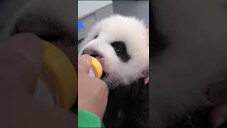 Pandas see drooling 熊貓看見吃飯了流口水