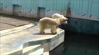 2012年7月22日　釧路市動物園　ホッキョクグマ　ユキオとツヨシ２