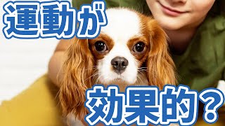 【老犬介護】認知症ワンちゃんの夜鳴きの原因と対策