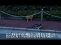 モフリを譲らない人懐こい野良猫二匹の和解調停に挑んでみた　 twomeeting with friendly stray cats