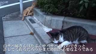 モフリを譲らない人懐こい野良猫二匹の和解調停に挑んでみた　 twoMeeting with friendly stray cats