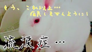 うさぎ病気（流涙症）