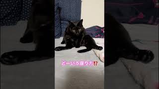 ちょっとだけよ〜🤣🤣🤣＃猫＃ネコ＃家猫＃保護猫＃黒猫＃near＃猫の暮らし＃猫の日常＃座り方＃動物＃かわいい＃癒し＃cat＃shorts