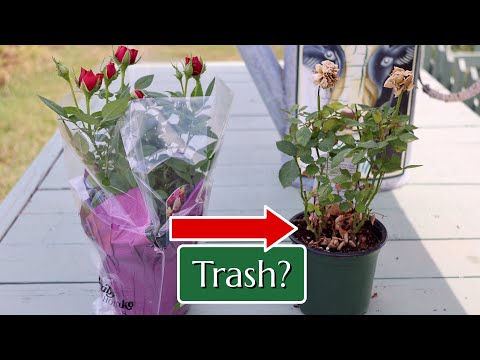 How big do miniature roses get?