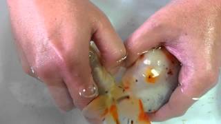 Hand Spawning Ranchu (Chinese Method) (Dec 13 2014)