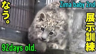 【daysold】ユキヒョウの赤ちゃんユーリくん♀　92日齢 snowleopard baby 2nd. 92days old.