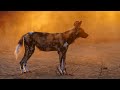 Mana Pools - A Full On African Adventure Safari
