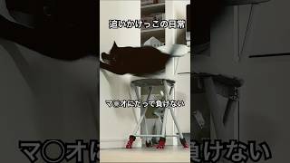 猫の壁ジャンプすごすぎる#shorts #cat