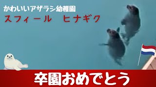 [アザラシ幼稚園]スフィールとヒナギクの卒園🦭 元気でね  /Seals liveより切り抜き