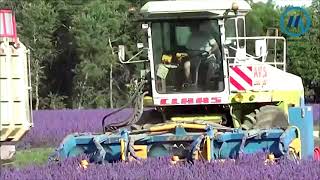 Most Satisfying Lavender Harvesting Machines - How to Harvest Lavender With Amazing Machines