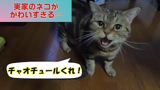 【癒し】実家にいるネコがかわいすぎるので紹介