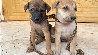 Rescue two abandoned puppies chained in an abandoned house. I adopt them with love