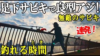 港湾の足下サビキで刺身サイズの黄金アジが連発！無敵のサビキにアレを付けてアジを逃がさない！マズメ以外で良型のアジが釣れるタイミング