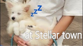 おも【休日Vlog】初めてショッピングモールに行った愛犬の反応が可愛すぎた