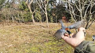 大晦日にやすらぎの森のヤマガラに餌を与えに行きました。