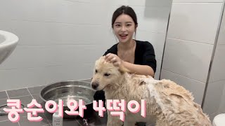 새해 복 많이 받으세요❤️| 콩떡이 목욕🛁| 우리집에 놀러온 꿀떡이🐶| 애니캔 공구