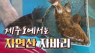 제작비가 ㅎㄷㄷ 촬영팀 계탔네~ 다금바리 붉바리 대왕범바리  #바리과 식구들