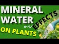 Mineral Water Effects On Plants #AllAboutWaterFilters