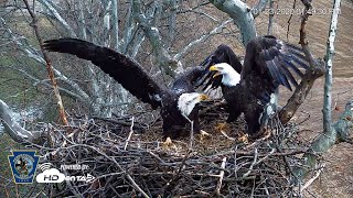 Intruder at the PA Farm Country Eagle Nest - HDOnTap.com