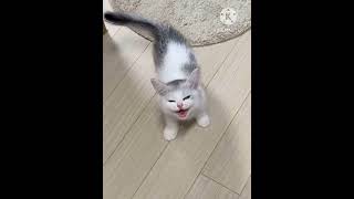 Funnyist Animals  2024🥰 New Cute Cats and dogs tiktok  🐈🐶