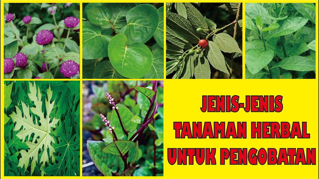 JENIS-JENIS TANAMAN HERBAL YANG DAPAT DIGUNAKAN SEBAGAI PENGOBATAN ...