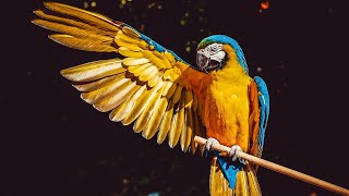 Relaxation Film Wildlife Animals 4K - Peaceful Relaxing Music - 4k Video UltraHD